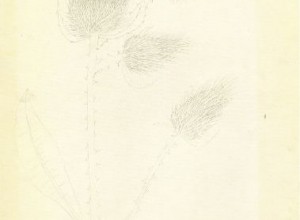 STRIAAK  Krklec Slavica  7.r  O     abno