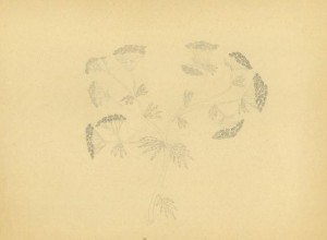 VRATIA  Uzelac  1 4edo  7.r  O     abno